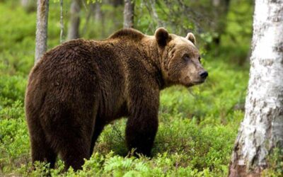 Τι πρέπει να κάνετε αν συναντήσετε… αρκούδα – Οδηγίες από την Διεύθυνση Δασών Π.Ε. Τρικάλων
